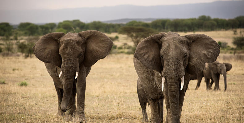 Olakira Camp - Elephants