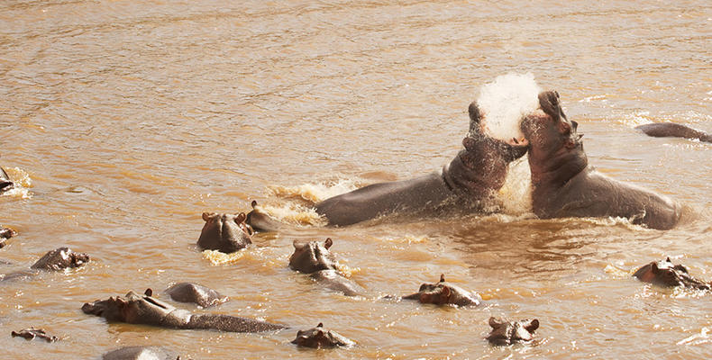 Olakira Camp - Hippos fighting