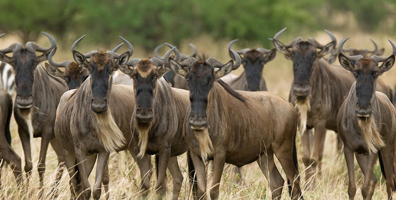 Olakira Camp - Wildebeest