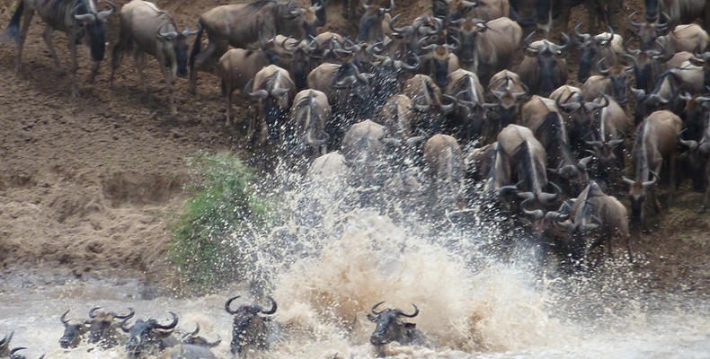 Olakira Camp -The Great Migration river crossing