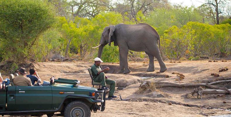 Close encounter with elephants out on safari 