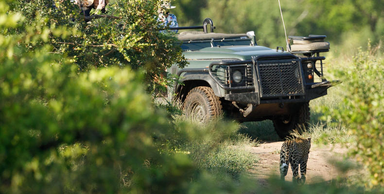 Finding Leopards in the Sabie Reserve