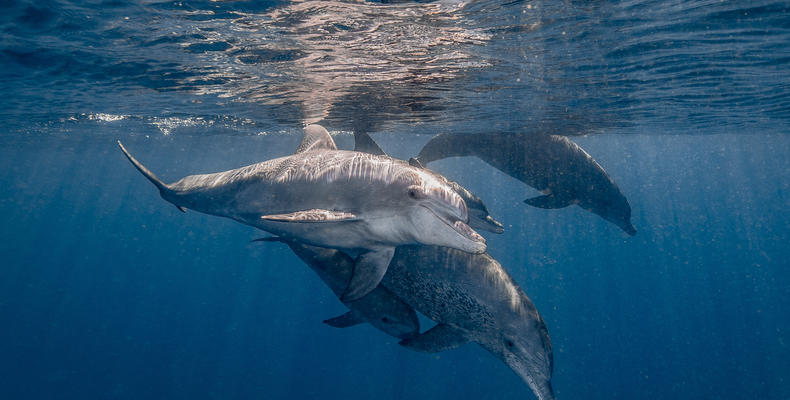 Swimming with dolphins 