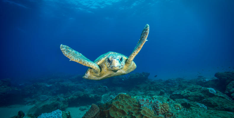 Turtle at Pinnacle Reef