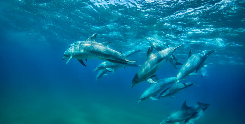 Resident Dolphins