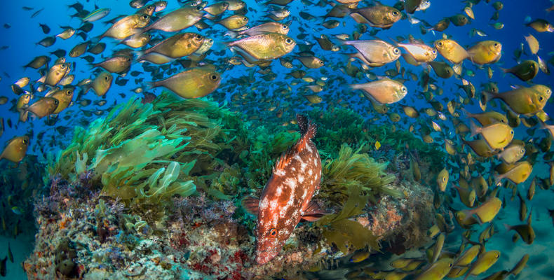 Underwater Utopia