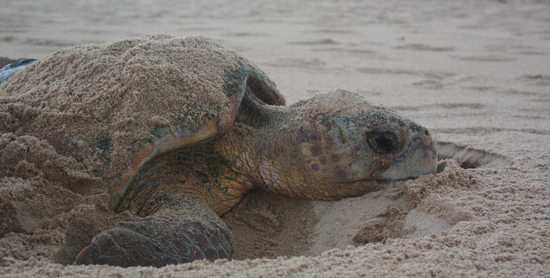 Turtle Nesting