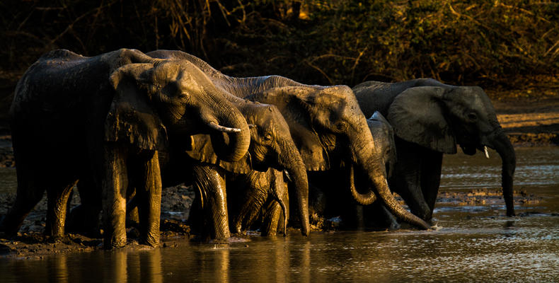 Elephants drinking from Kanga Pan