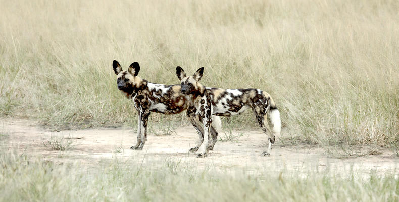 Wilddogs at Kanga Camp