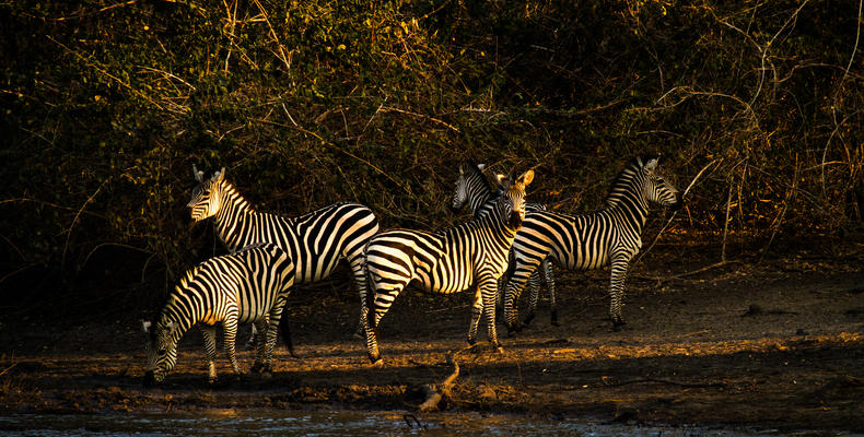 Zebra drinking from Kanga Pan