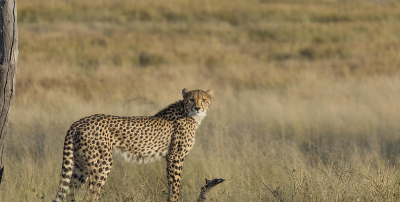 Somalisa Acacia Cheetah