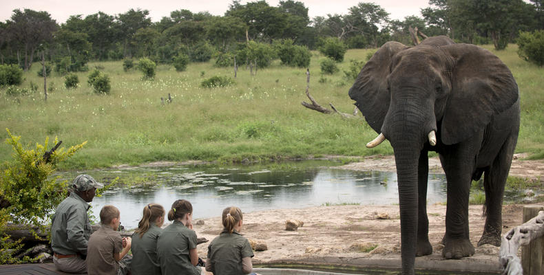 Somalisa Acacia Elephant