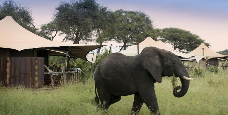 Somalisa Acacia Elephant 