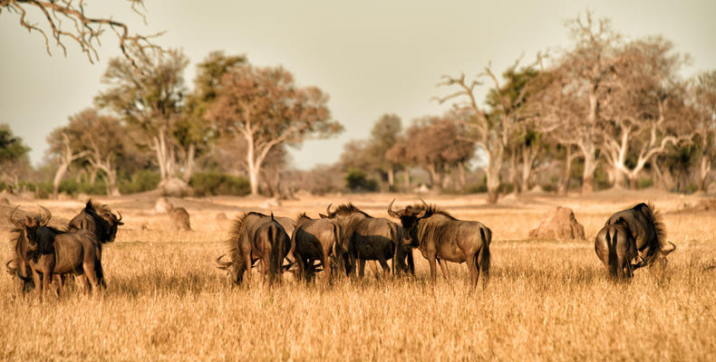 Wildebeest Somalisa Acacia