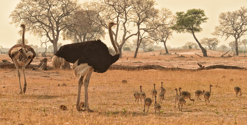 Somalisa Acacia Ostrich