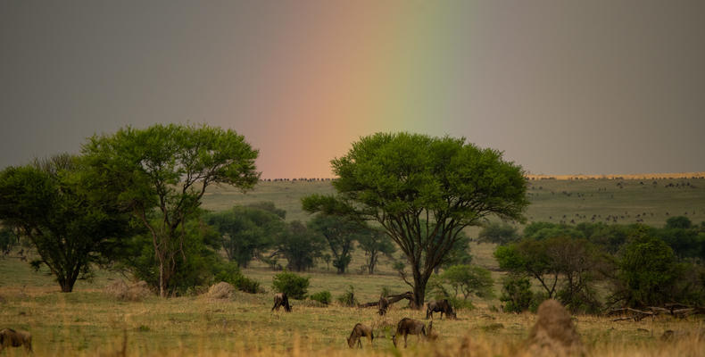 Migration around camp