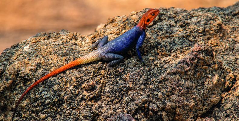 Chameleon 