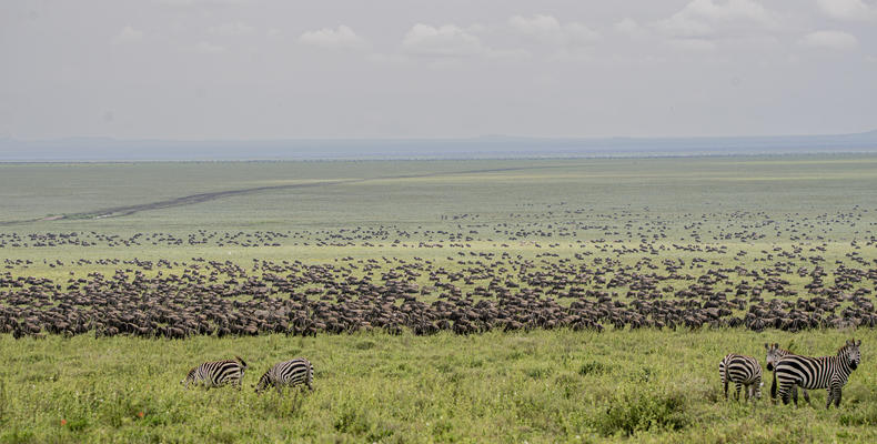 Wildebeest Horizon View at Serengeti Woodlands Camp