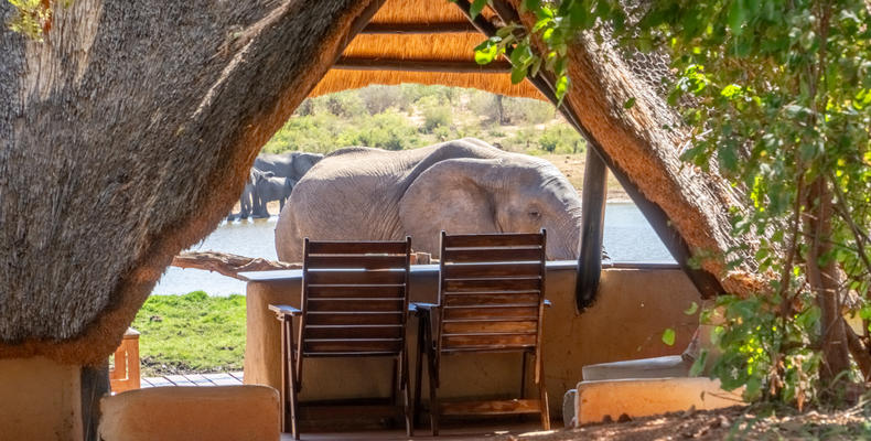 Ivory Hide