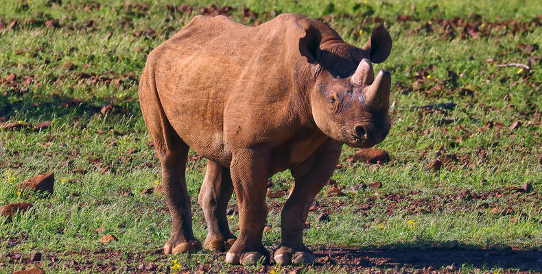 Rhino 