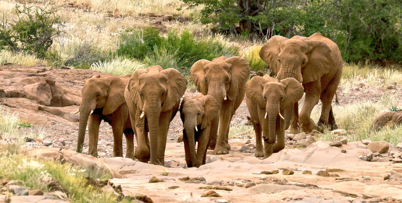 Elephants 