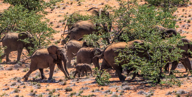 Desert Elephant