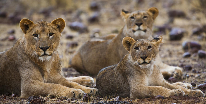 Lions