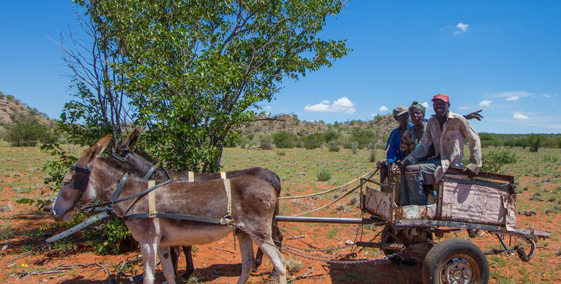 Locals-on-Donkey-Cart.