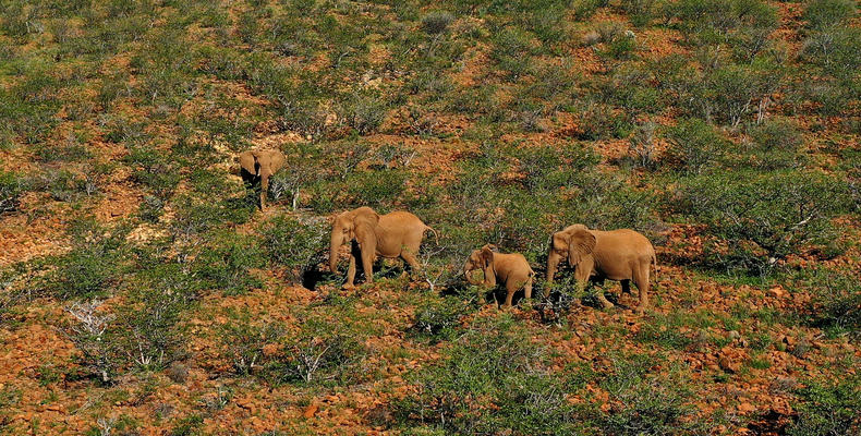 Elephant Tracking