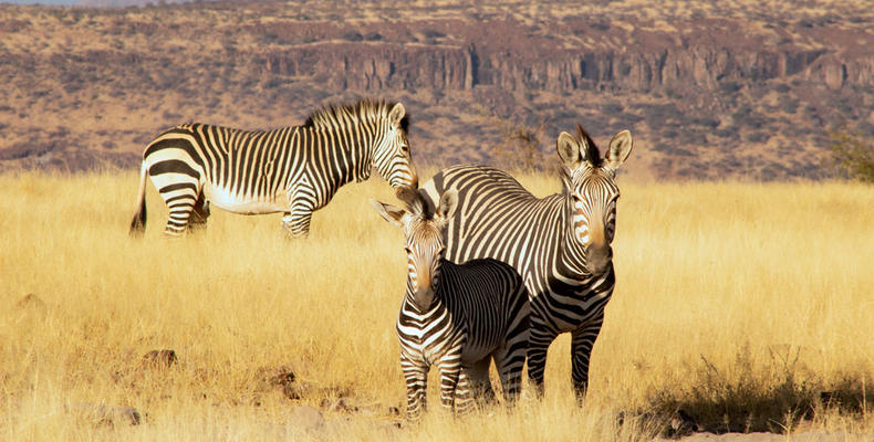 Zebra 