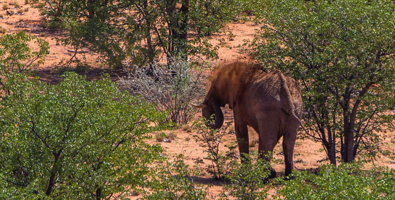 Desert Elephant tracking