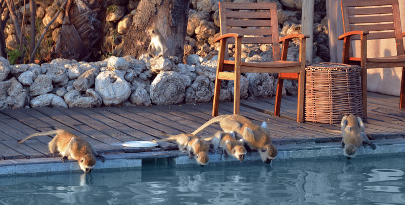 Chem Chem Lodge Pool