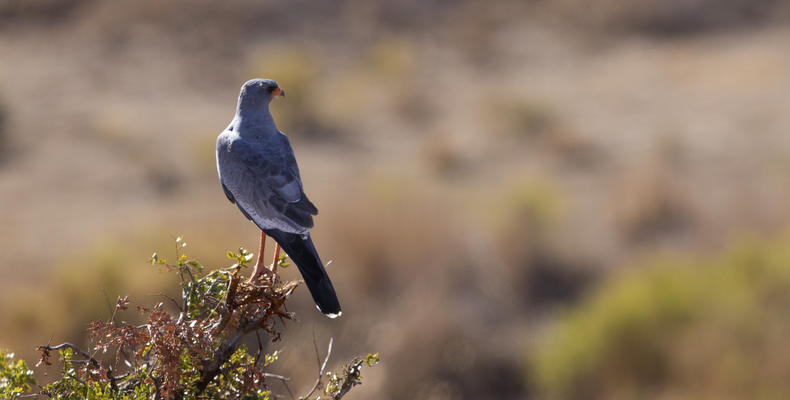 Guest Experience at Sanbona Wildlife Reserve