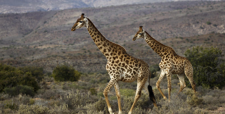 Guest Experience at Sanbona Wildlife Reserve