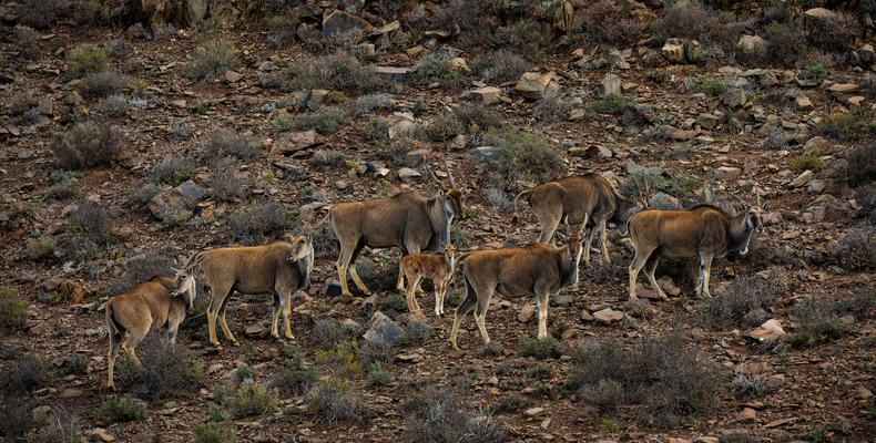 Guest Experience at Sanbona Wildlife Reserve