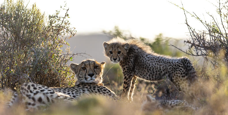 Guest Experience at Sanbona Wildlife Reserve