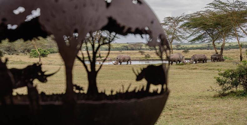 Rhino views