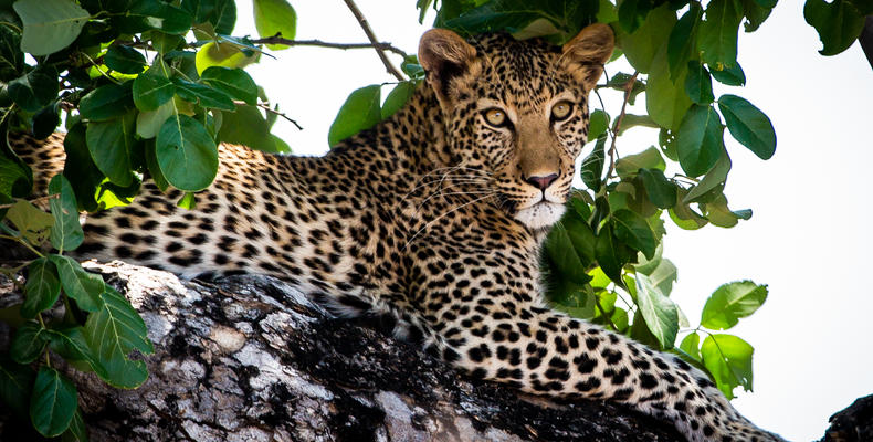 Leopard