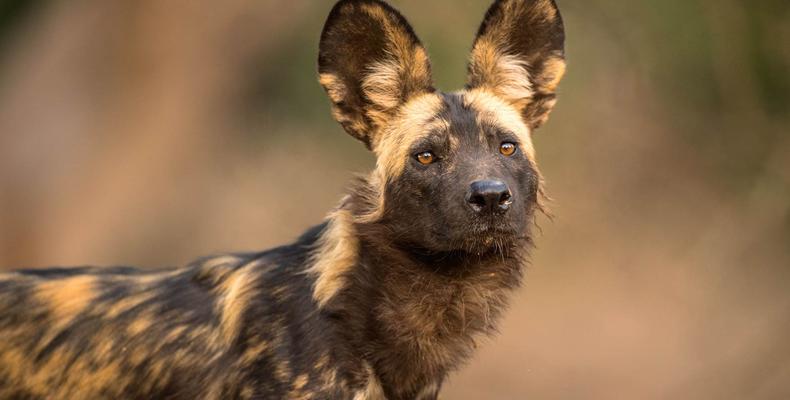 Zambezi Expeditions Wild Dog