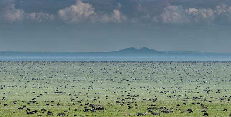 Wildebeest Migration - Esirai Camp (South)
