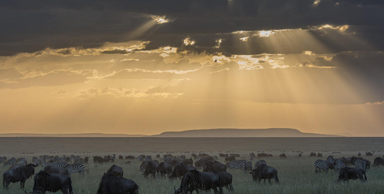 Wildebeest Migration - Esirai Camp (South)
