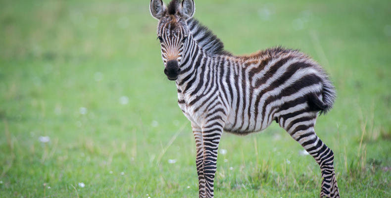 Zebra - Esirai Camp (South)