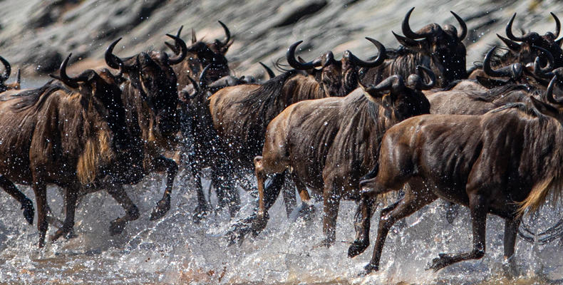 Wildebeest Migration - Esirai Camp (North)