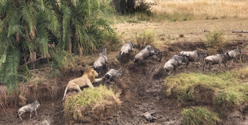 Wildebeest Migration - Esirai Camp (North)