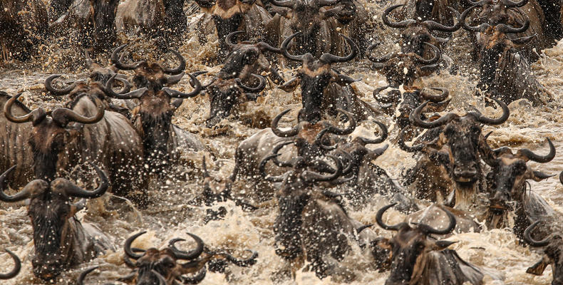 Wildebeest Migration - Esirai Camp (North)