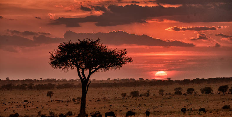 Wildebeest Migration - Esirai Camp (North)