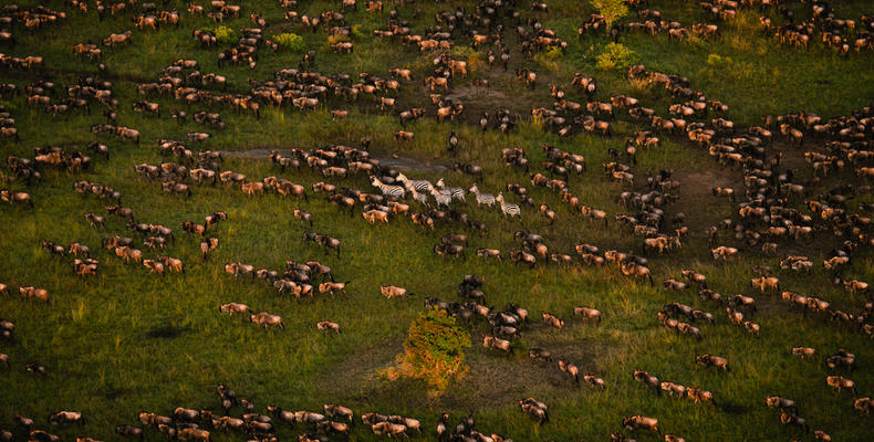 Wildebeest Migration - Esirai Camp (North)