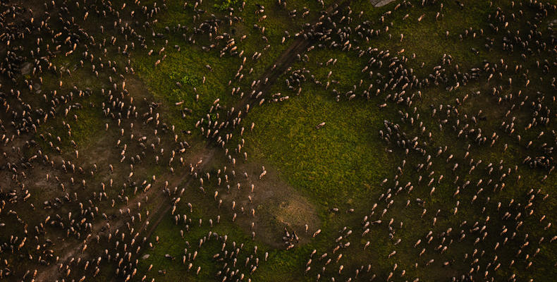 Wildebeest Migration - Esirai Camp (North)