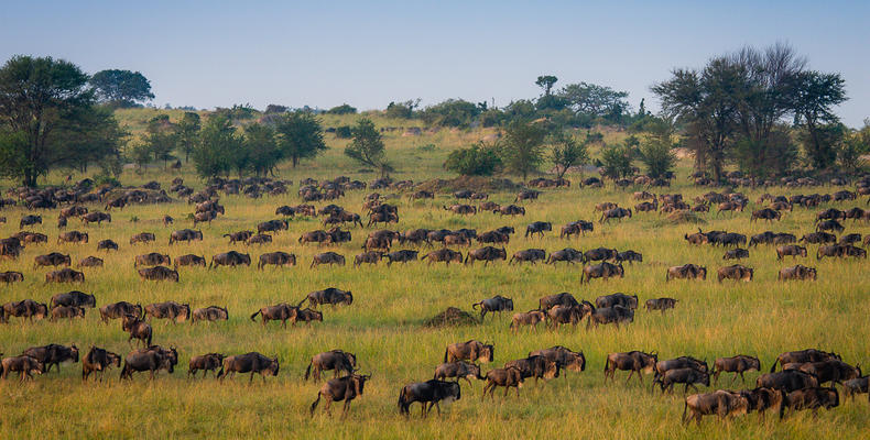 Wildebeest Migration - Esirai Camp (North)
