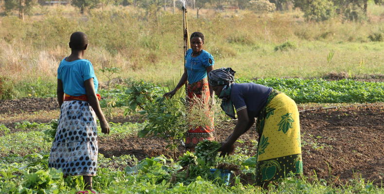 Local Farmers
